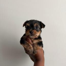 Prince. - Black and tan male Yorkshire Terrier puppy in Winston Salem, North Carolina from Pawfectly Tailored Yorkie's