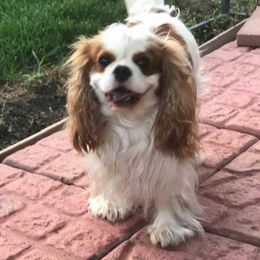 Cavalier King Charles Spaniels from Brighton Rose Cavalier
