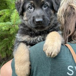 Brown collar male - Black and tan male German Shepherd puppy in Winterport, Maine from Vom Stevens Old Fashioned German Shepherds