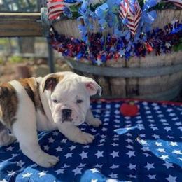 Stone - Red brindle and white male Bulldog puppy in Arlington, Washington from Stout's Hunting Labs and trsbullies