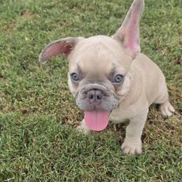 Scruffy - Fawn male French Bulldog puppy in Silver Springs, Florida from Laura's French Bulldogs