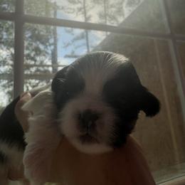 Jerry - Black and white male Shih Tzu puppy in Skipperville, Alabama from Nay Nay’s Babies