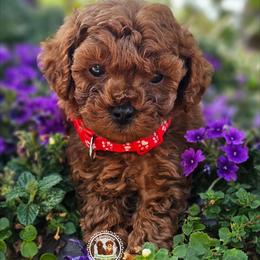 Cooper akc Clear - Red  male Poodle puppy in Salem, Missouri from Meadowbrook Poodles