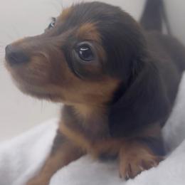 Girl 1 - Gray (blue) and tan female Dachshund puppy in Bakersfield, California from KC Doxies
