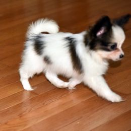 Papillon Puppies from Deanna's Papillons
