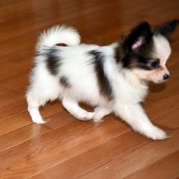 Papillon Puppies from Deanna's Papillons