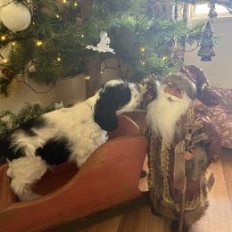Bart - Black white and tan male Cocker Spaniel puppy in Pueblo, Colorado from Scott & Lada’s Pups