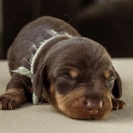 Dachshunds from Texas Dachshunds