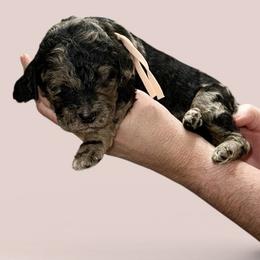 Light pink collar - Merle female Goldendoodle puppy in Sanderson, Florida from Serenity Goldendoodles