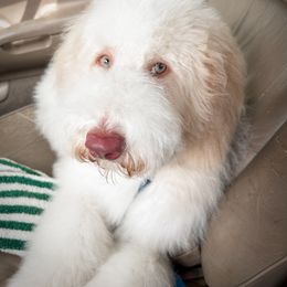 Double Doodle, Goldendoodle, Poodle, Yorkipoo, and Yorkshire Terrier All Grown Up from Edgewater Doodles & Designer Pups