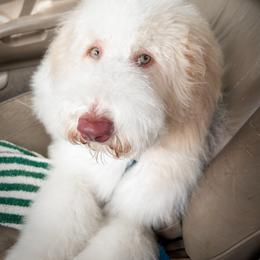 Double Doodle, Goldendoodle, Poodle, Yorkipoo, and Yorkshire Terrier All Grown Up from Edgewater Doodles & Designer Pups