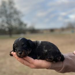 Red collar - Blue merle male Aussiedoodle puppy in Fairmount, Georgia from Muscadine Meadows Farm
