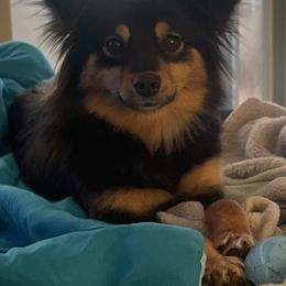 German Shepherd, Toy Australian Shepherd, and Yorkshire Terrier Puppies from CountryHart Kennels