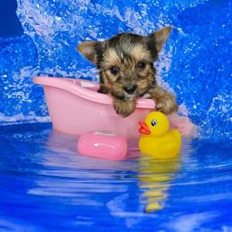 Yorkshire Terrier Puppies from Lady A's Yorkies