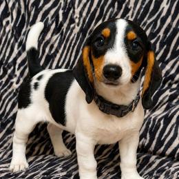 Puppy 1 - Piebald male Dachshund puppy in Clayton, Indiana from Love Struck Miniature Dachshunds