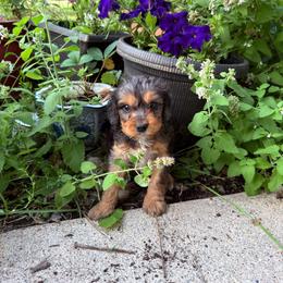 Moss(Rusty) - Merle male Cavapoo puppy in Battle Lake, Minnesota from Panda Puppies