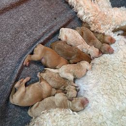 Goldendoodle Puppies from Teddy Bear Goldendoodles