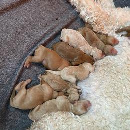 Goldendoodle Puppies from Teddy Bear Goldendoodles
