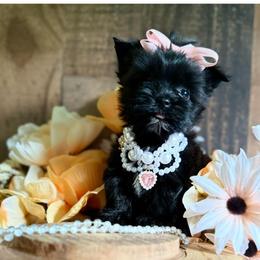 Velvet - Black and gold female Yorkshire Terrier puppy in Howe, Oklahoma from Ray Holder