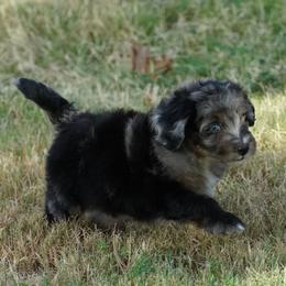 Yankee BMF most black - Blue merle female Aussiedoodle puppy in Lawton, Oklahoma from Lindsey’s Aussies