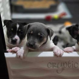 Rat Terrier Puppies from Cryptic Rat Terriers