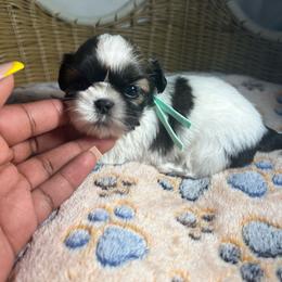 Basil - Brindle and white male Shih Tzu puppy in Lake City, South Carolina from Precious Lil Tzus