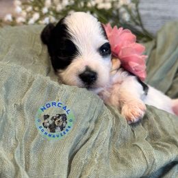 Zoe - Parti female Miniature Schnauzer puppy in Magalia, California from NorCal Schnauzers