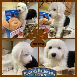 GRETA - Black and white female Old English Sheepdog puppy in Charlo, Montana from Heavenly Hilltop Farm