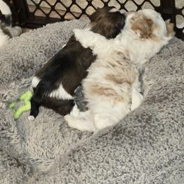 Havanese Puppies from GoldDust Havanse