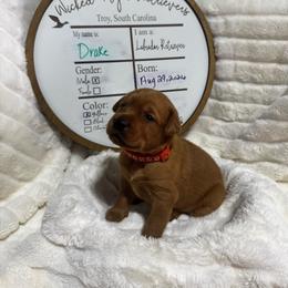 Drake - orange collar - Yellow male Labrador Retriever puppy in Troy, South Carolina from Wicked Flyer Retrievers