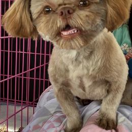 Coco Puff - Shih Tzu