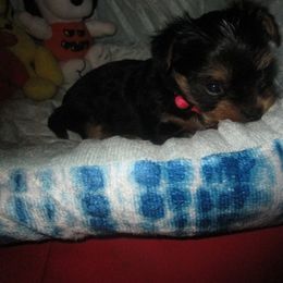 Girl 4 - Black and tan Yorkshire Terrier puppy in Killeen, Texas from K.I.S.S.