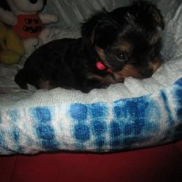 Girl 4 - Black and tan Yorkshire Terrier puppy in Killeen, Texas from K.I.S.S.