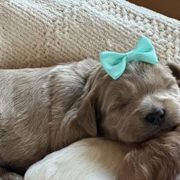 Goldendoodle Puppies from Creekside Cottage Doodles