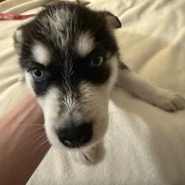Siberian Husky Puppies from Riri’s Huskies