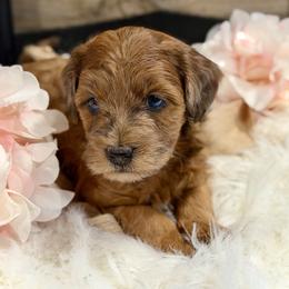 Bernedoodle and Whoodle Puppies from Genesis Family Farm
