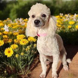 Poodles from PinePoint Poodles