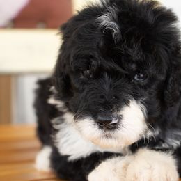Black white - Black and white male Sheepadoodle puppy in Youngstown, Florida from Wonderland’s Boujie Kennels