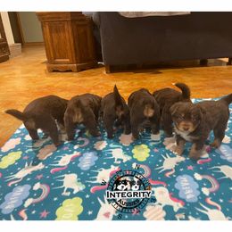 Australian Shepherd and Miniature Australian Shepherd Puppies from Integrity Aussies Tx