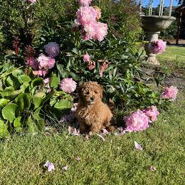 Maltipoo Puppies from Jessica's Maltipoos