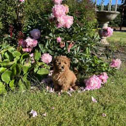 Maltipoo Puppies from Jessica's Maltipoos