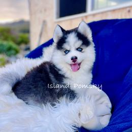 Musubi - Black and white male Pomsky puppy in Hawaii from Island Pomskies