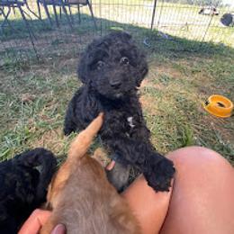 Aussiedoodle, Australian Shepherd, Bernedoodle, Cockapoo, and Poodle Puppies from Sis' Doodles & Poodles