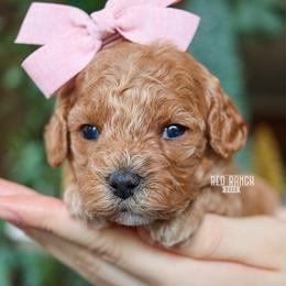Matilda - Red female Cavapoo puppy in Salado, Texas from Red Ranch Dogs