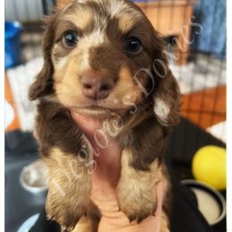 Dachshund Puppies from Deglow’s Doxies