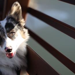 American Corgi, Dachshund, and Pembroke Welsh Corgi Puppies from Seven B Corgis & Doxies