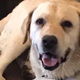 Labrador Retrievers from Joyce Bacoccina