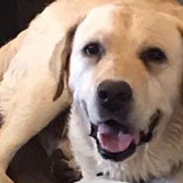 Labrador Retrievers from Joyce Bacoccina