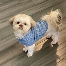 Shih Tzu Puppies from Shihtzus.Sc