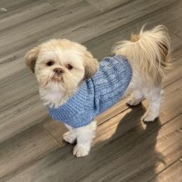 Shih Tzu Puppies from Shihtzus.Sc